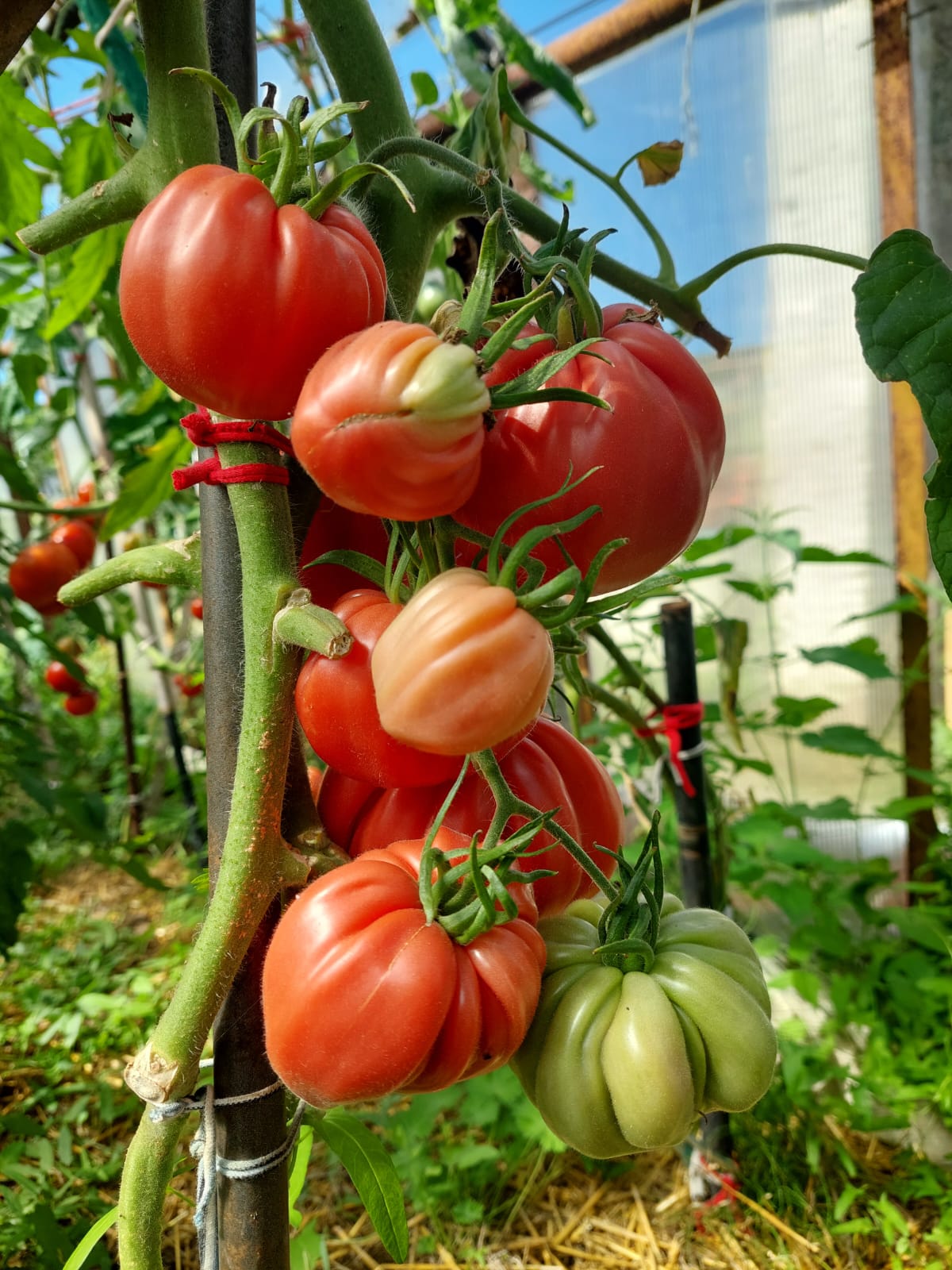 Tomaten aus eigenem Anbau